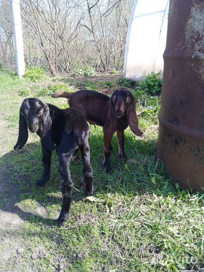 Нубийские козлята и козочки