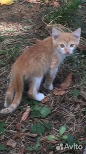 Котята в добрые руки бесплатно