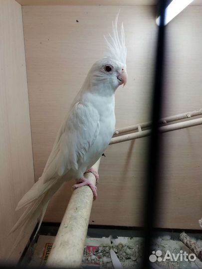 Кареллы пара