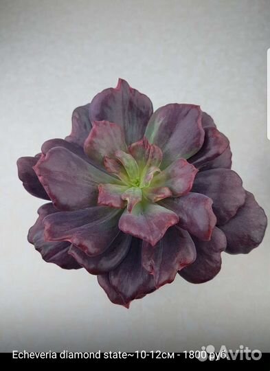 Суккуленты 4