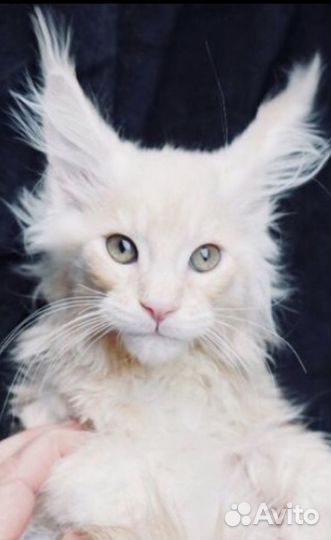 Котята мейнкун полидакты Вязка