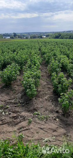 Смородина саженцы оптом и в розницу