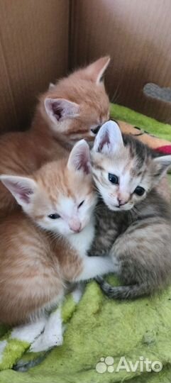 Кошка в дар бесплатно