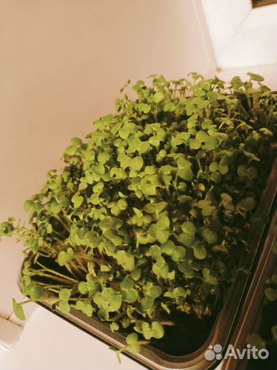 Горчица микрозелень