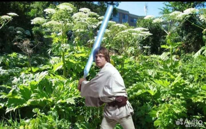 Обработка от клещей и борщевика