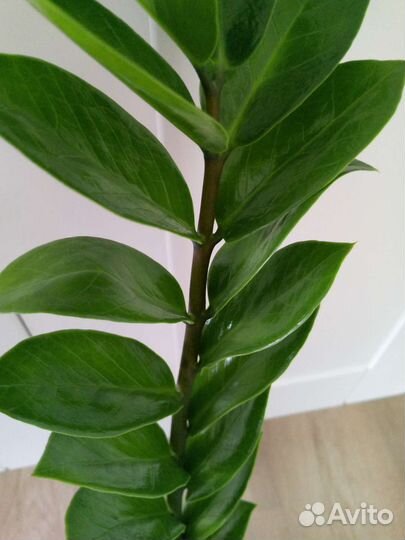 Замиокулькас