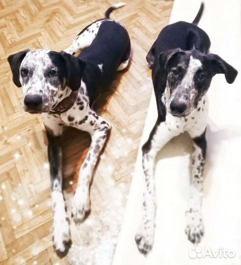Метисы далматина в добрые руки