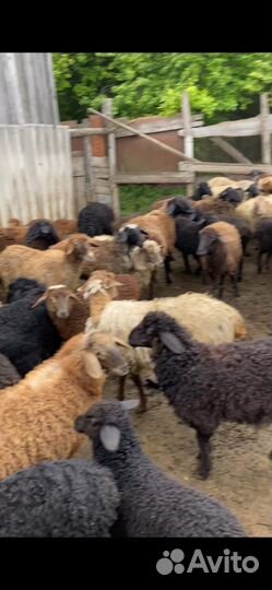 Овцы бараны