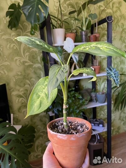 Диффенбахия