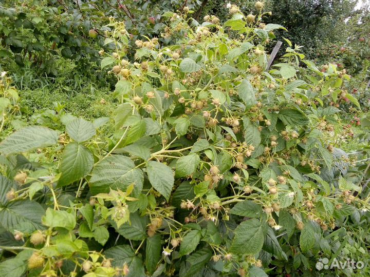 Саженцы малины 