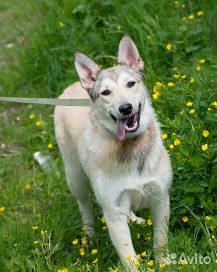 Собака в добрые руки