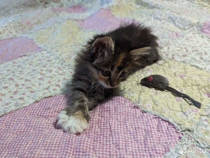 Котенок трехцветный 2 месяца