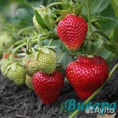 Рассада клубники 9 лучших сортов