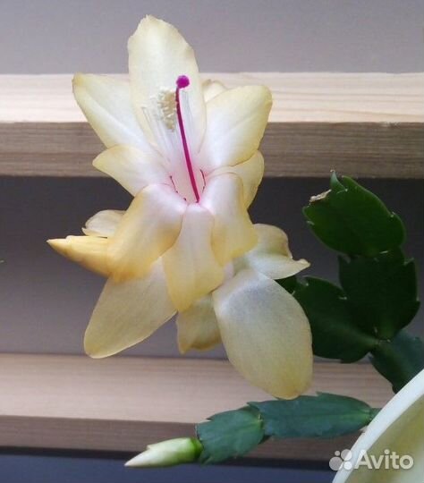 Декабрист оранжево-крас,красн,сиренев,белый,роз