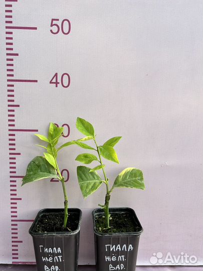 Гиала желтая вариегатность