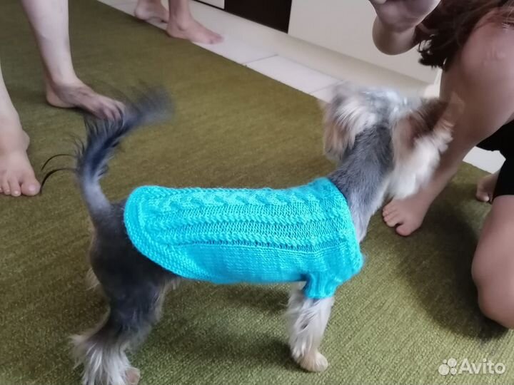 Одежда для собак и кошек