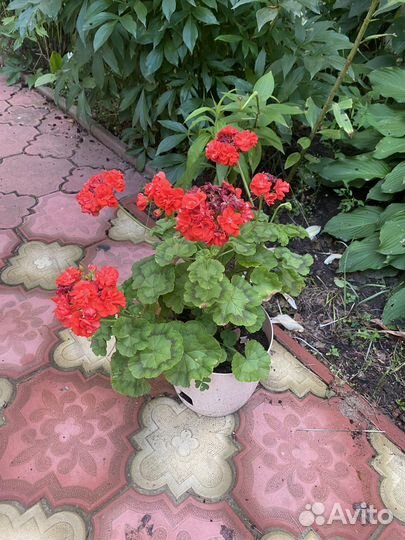 Пеларгонии сортовые