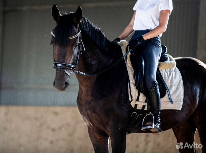 Безопасные лошади и пони