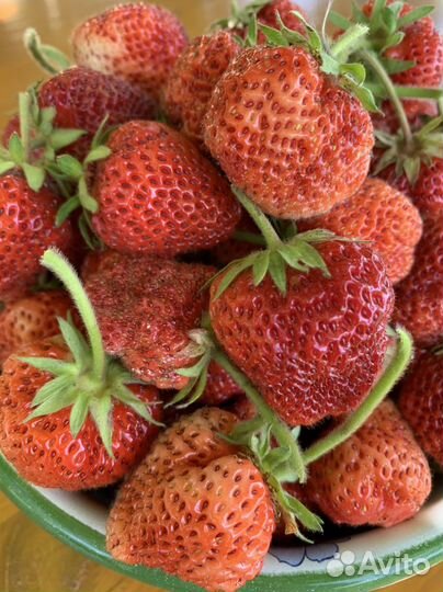 Клубника рассада