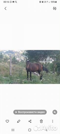 Жеребчик 2.2г карачаевский