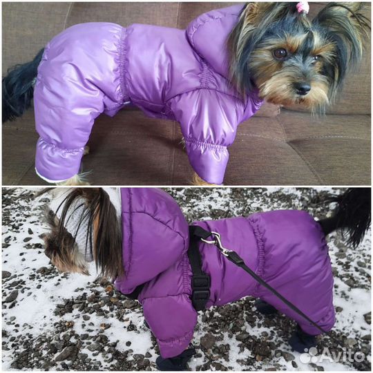 Одежда для собак