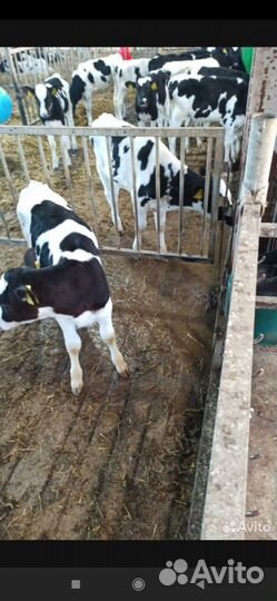 Бычки и телята