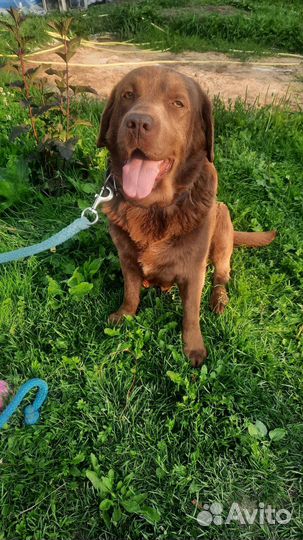 Шоколадный лабрадор