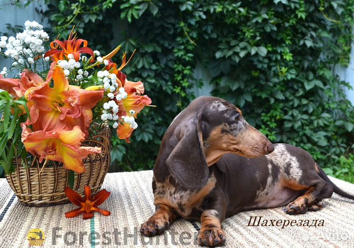 Щенок стандартной таксы - РКФ