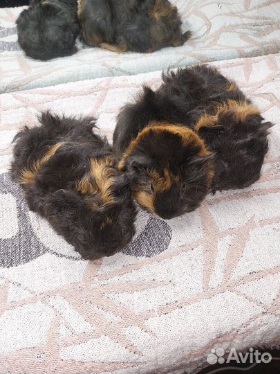 Малыши от длинношерстных морских свинок