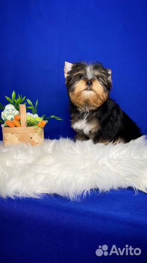 Йоркширский терьер мальчик