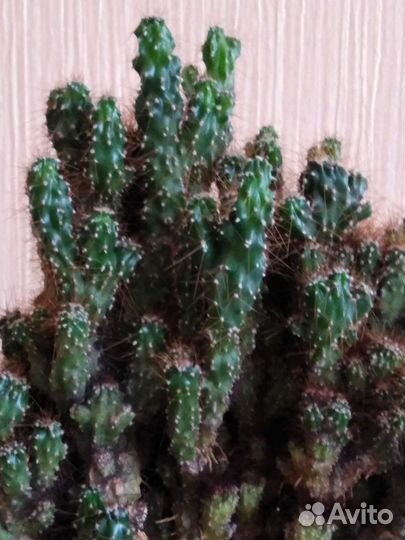 Кактус цереус