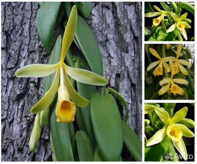 Орхидея Ваниль