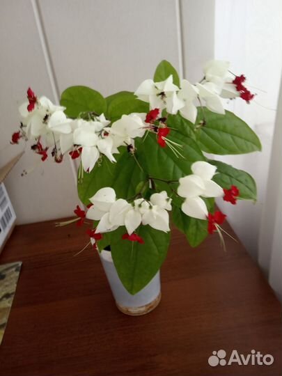 Клеродендрум Томпсона