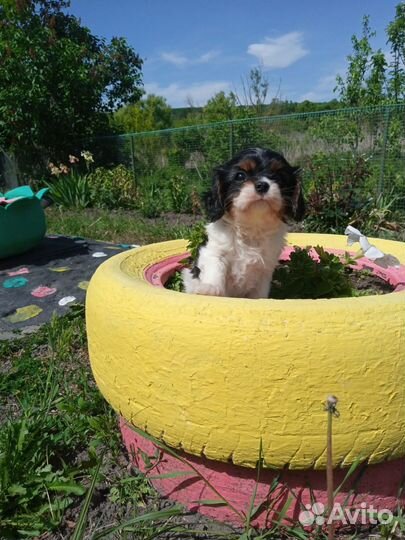 Щенки Кавалер кинг чарльз спаниель