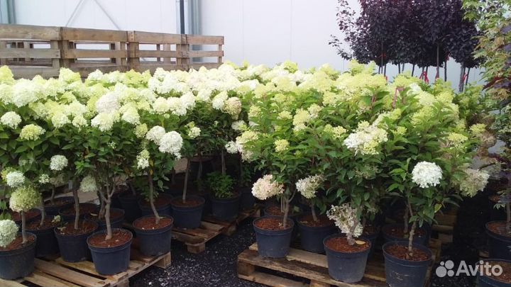 Все растения в одном месте сц«Любимый