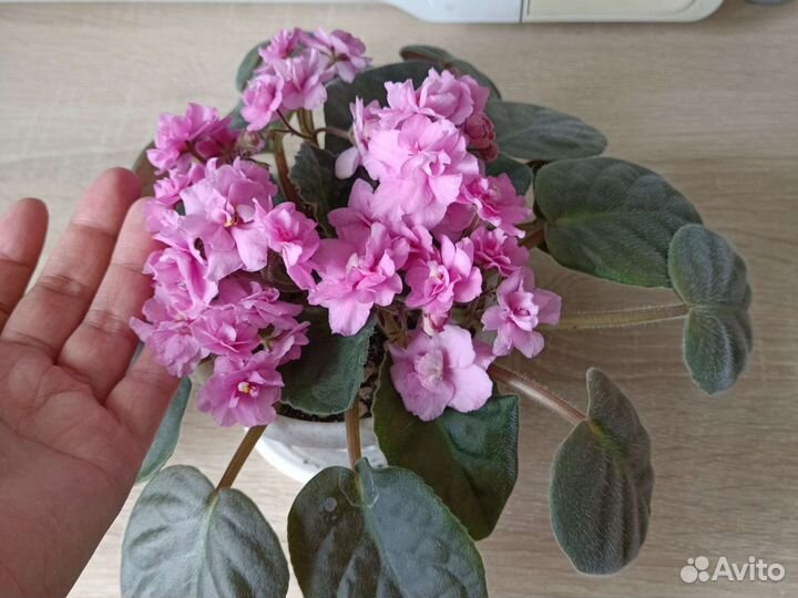 Фиалка розовая детки и взрослая цветущая