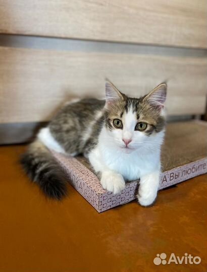 Котенок 3,5 мес кошечка в Красноусольском