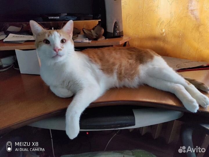 Котик Силантий