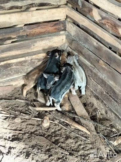 Поросята венгерской мангалицы