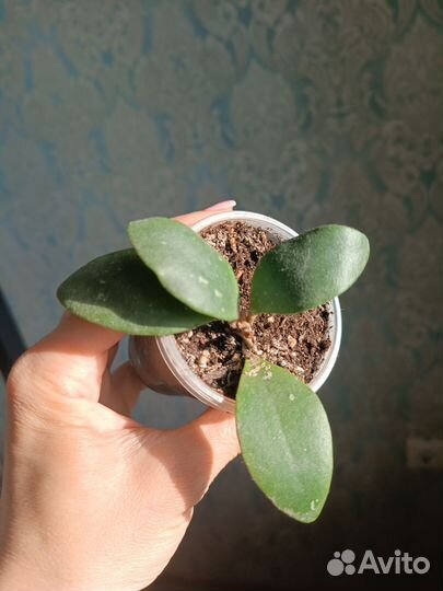 Хойи укорененные