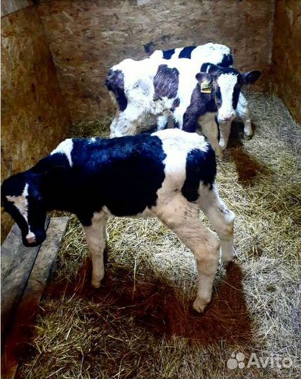 Телята(бычки,тёлки)