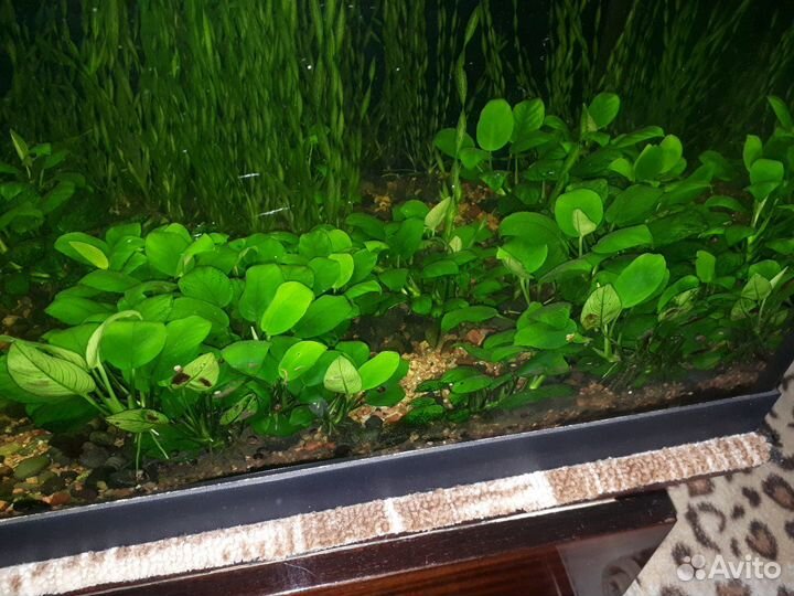 Аква растения Анубиас,Валистнерия,Крептокорина