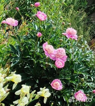 Пионы саженцы розовый