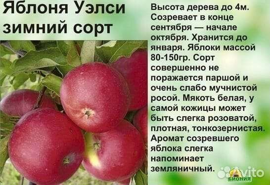 Яблоня Уэлси 3х-летка