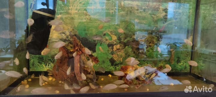 Рыбки цихлиды