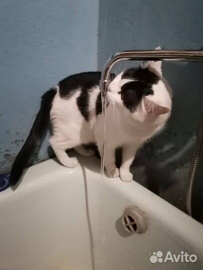 Воспитанный кот в добрые руки