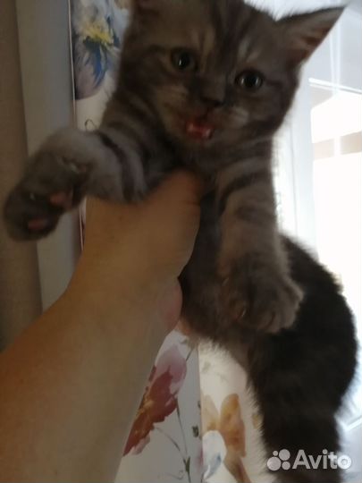 Британские котята