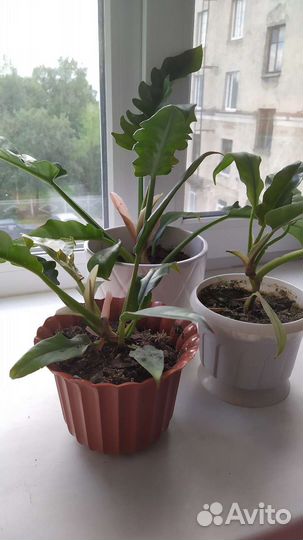 Филодендрон Нарроу