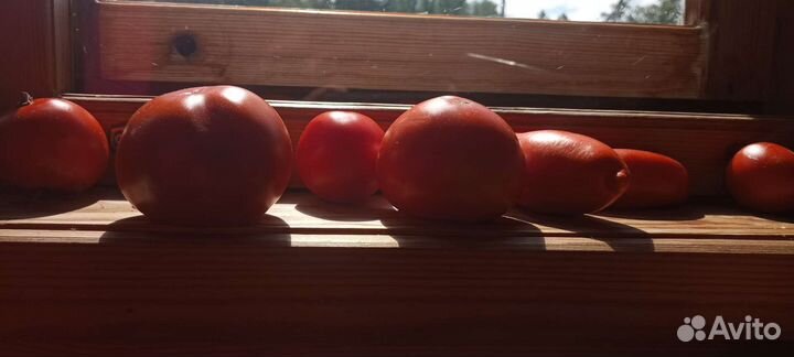 Помидоры свежие домашние