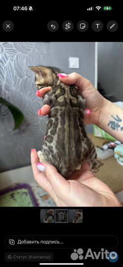 Бенгальские котята